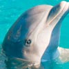 delfin-avatar1